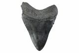 Fossil Megalodon Tooth - South Carolina #362162-1